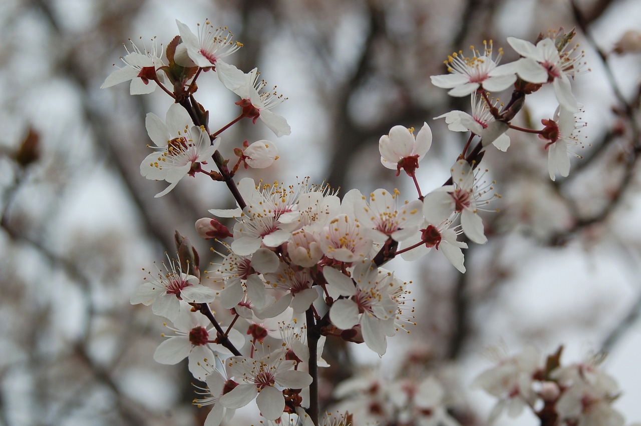 flower plum tree free photo