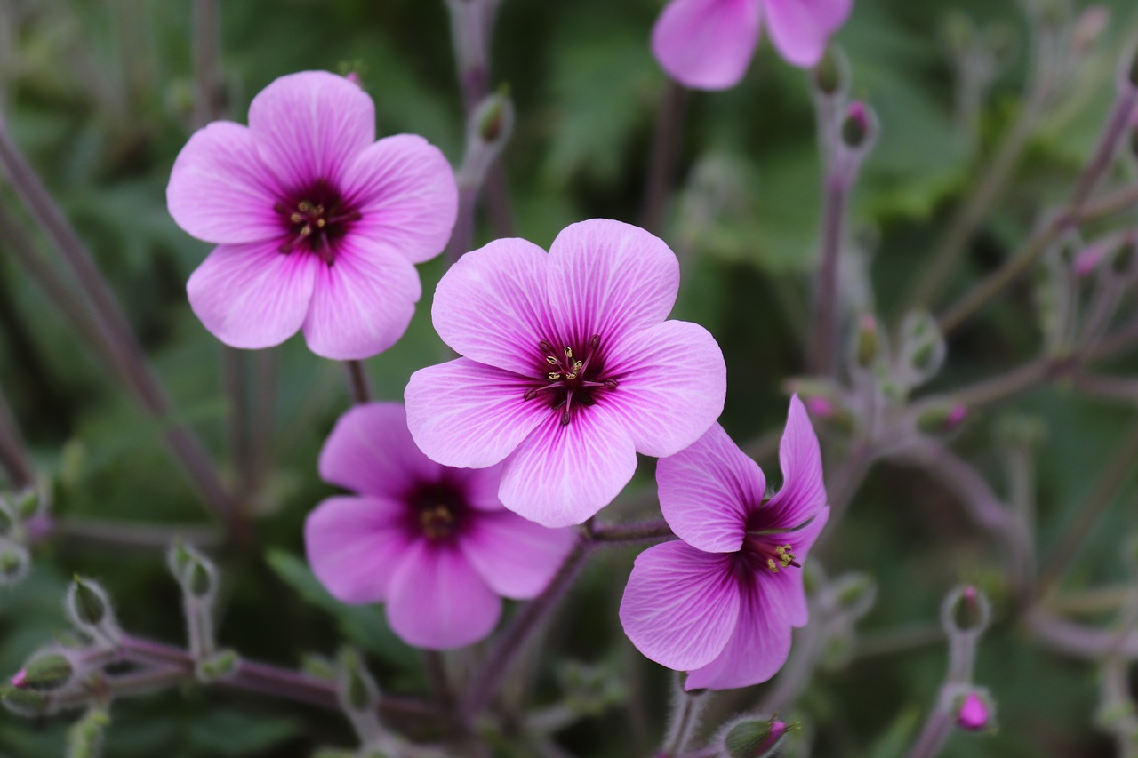 flower plant nature free photo