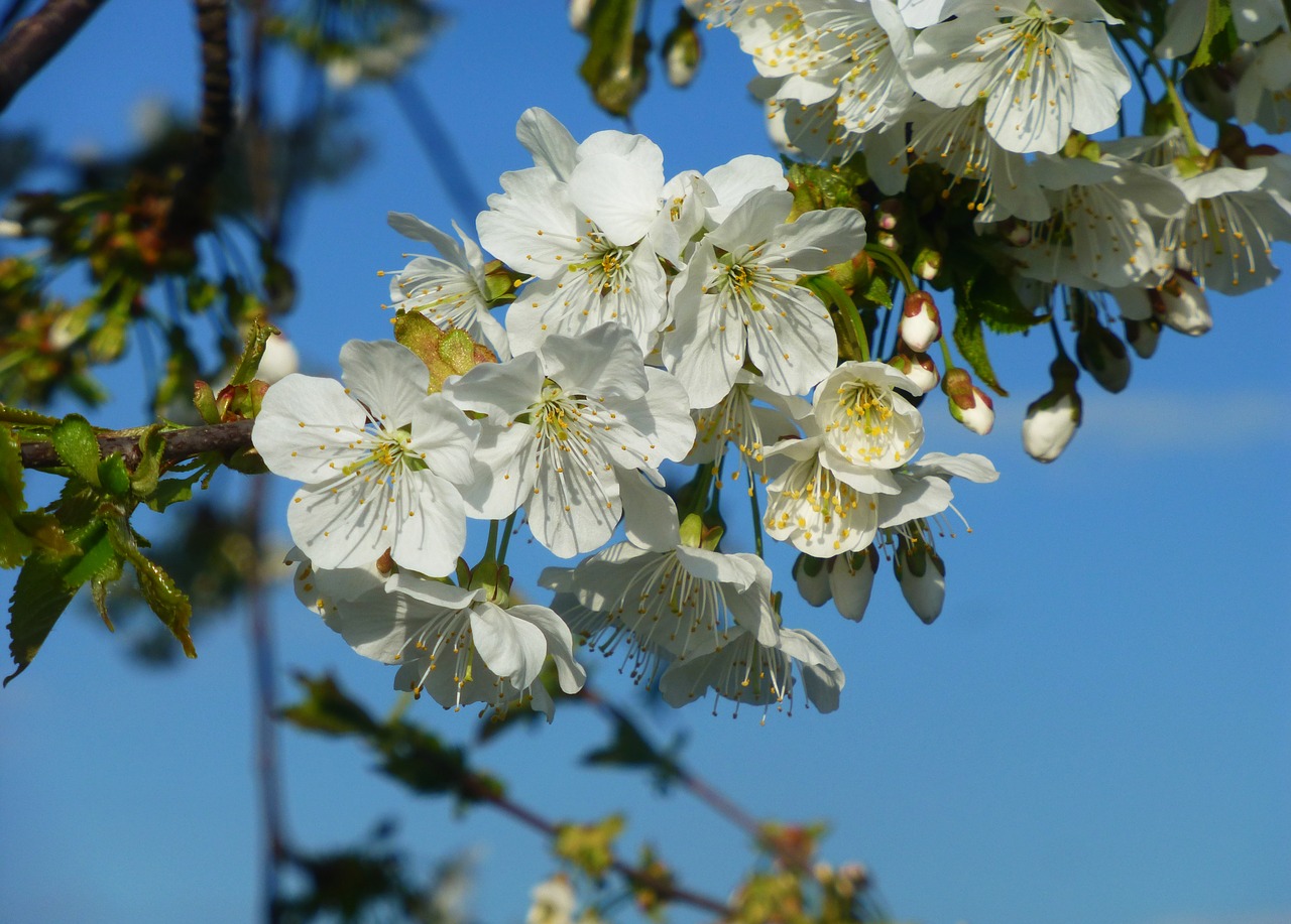 flower tree plant free photo