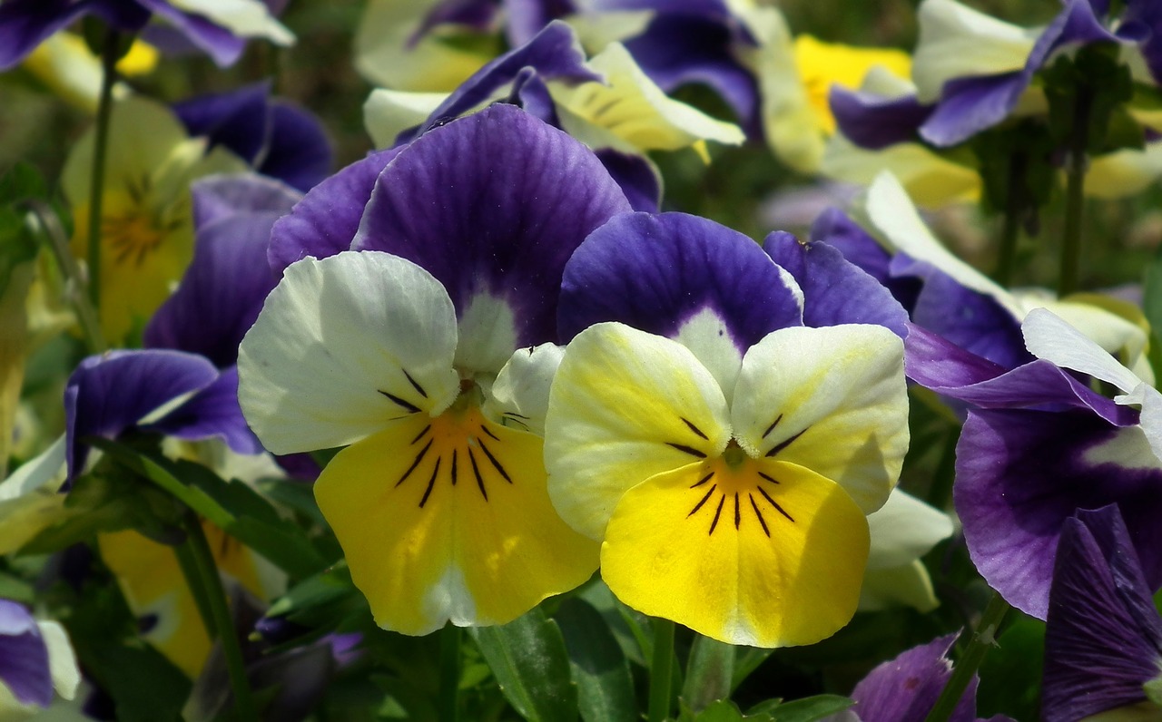 flower pansies plant free photo