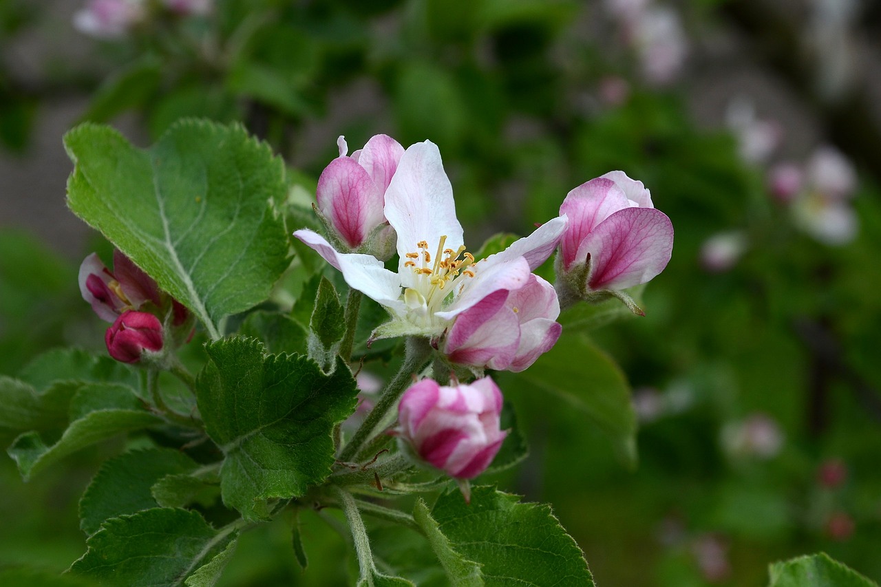 flower nature plant free photo