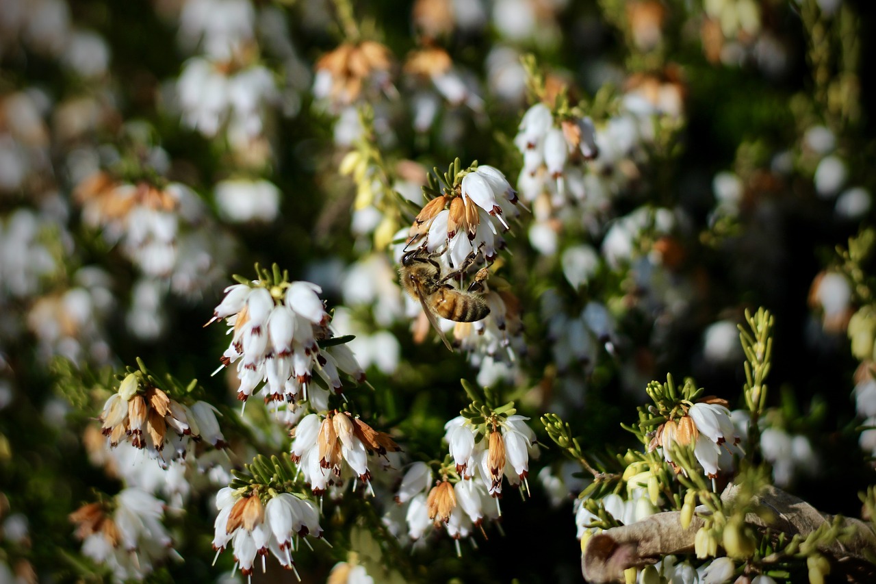 flower nature outdoors free photo