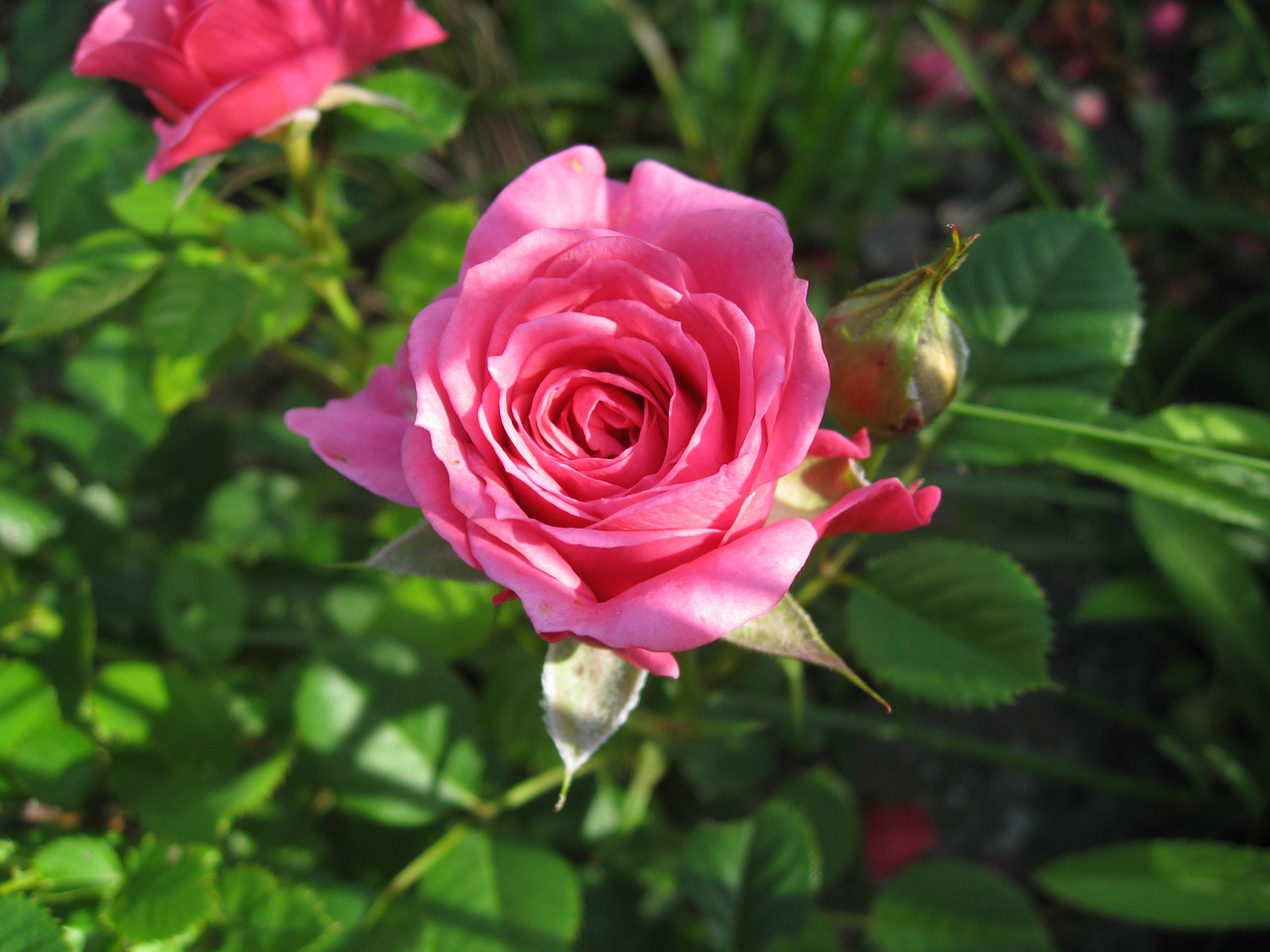 flower roses nature free photo