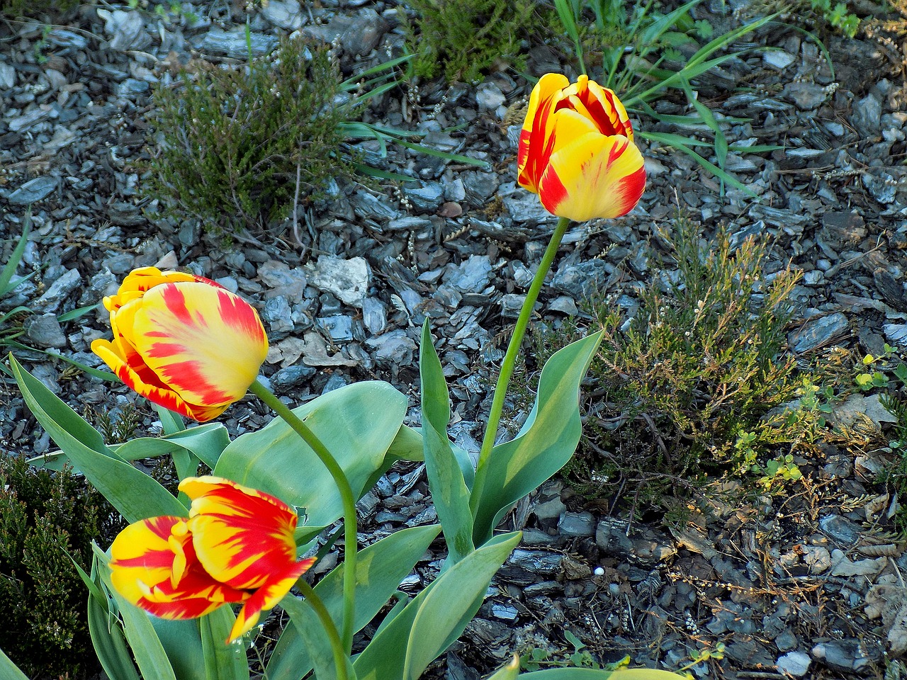 flower nature tulip free photo