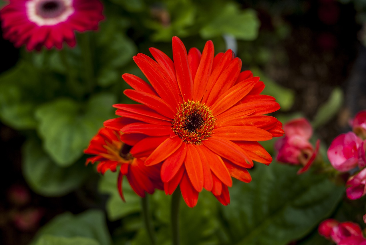 flower plant nature free photo