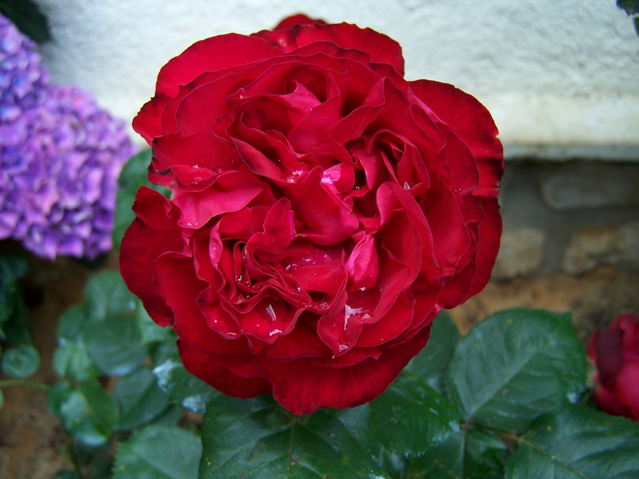 flower rosebush petal free photo