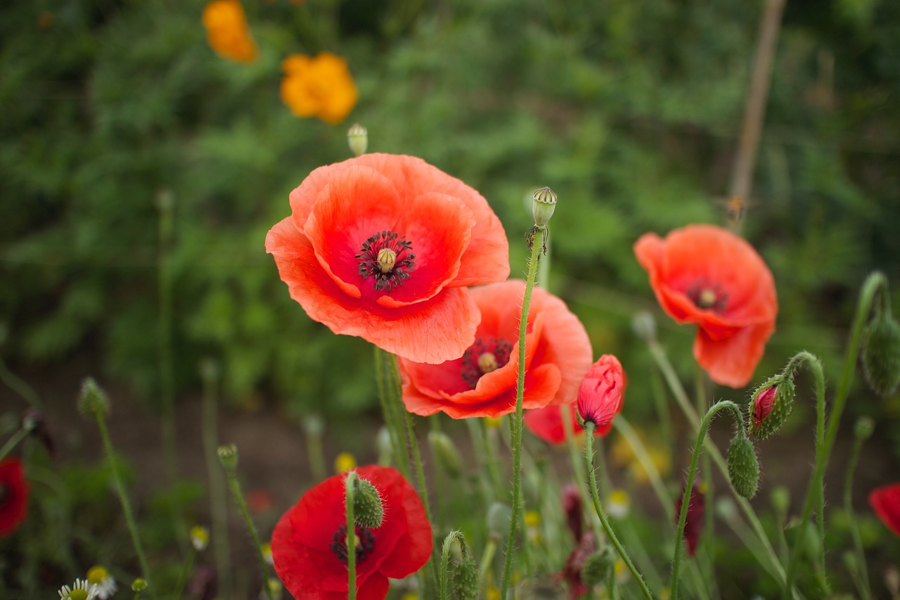 flower natural plant free photo