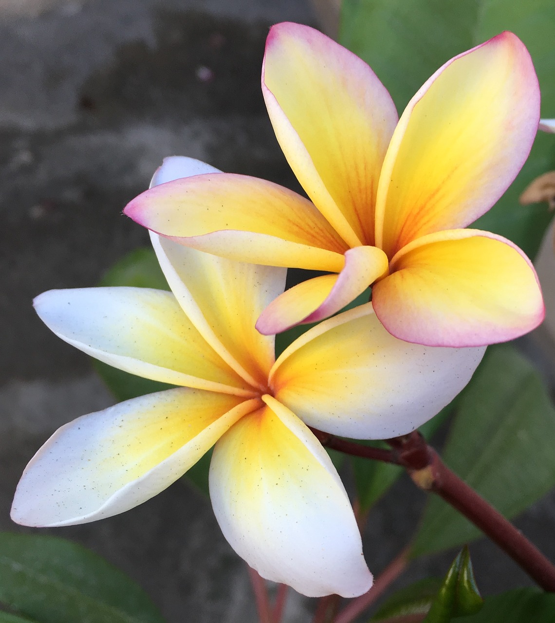 flower frangipani plumeria free photo