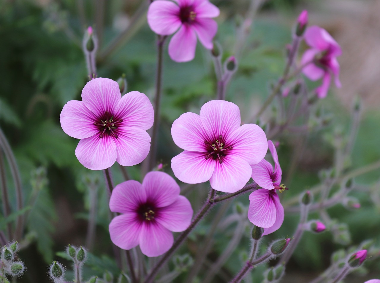 flower plant nature free photo