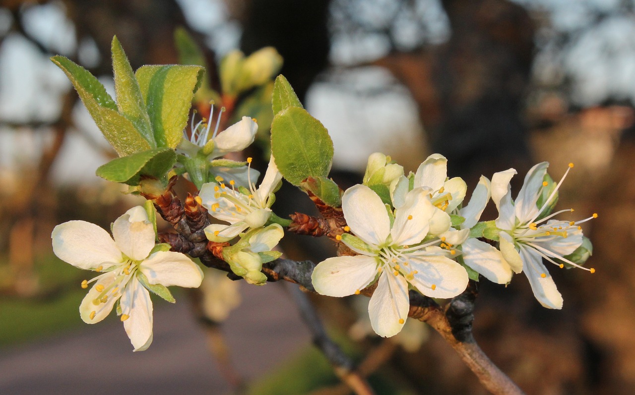 flower nature plant free photo