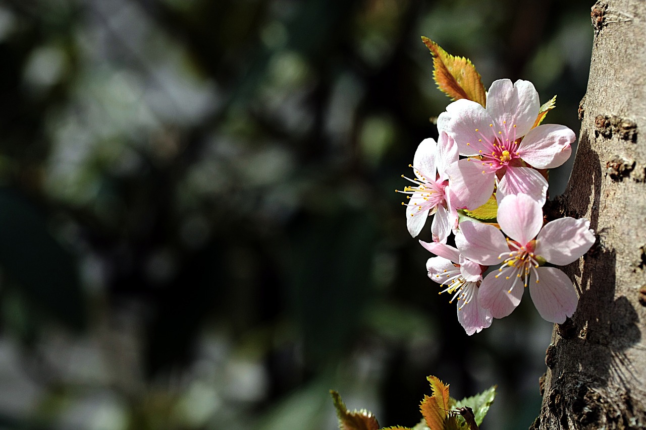 flower nature plant free photo