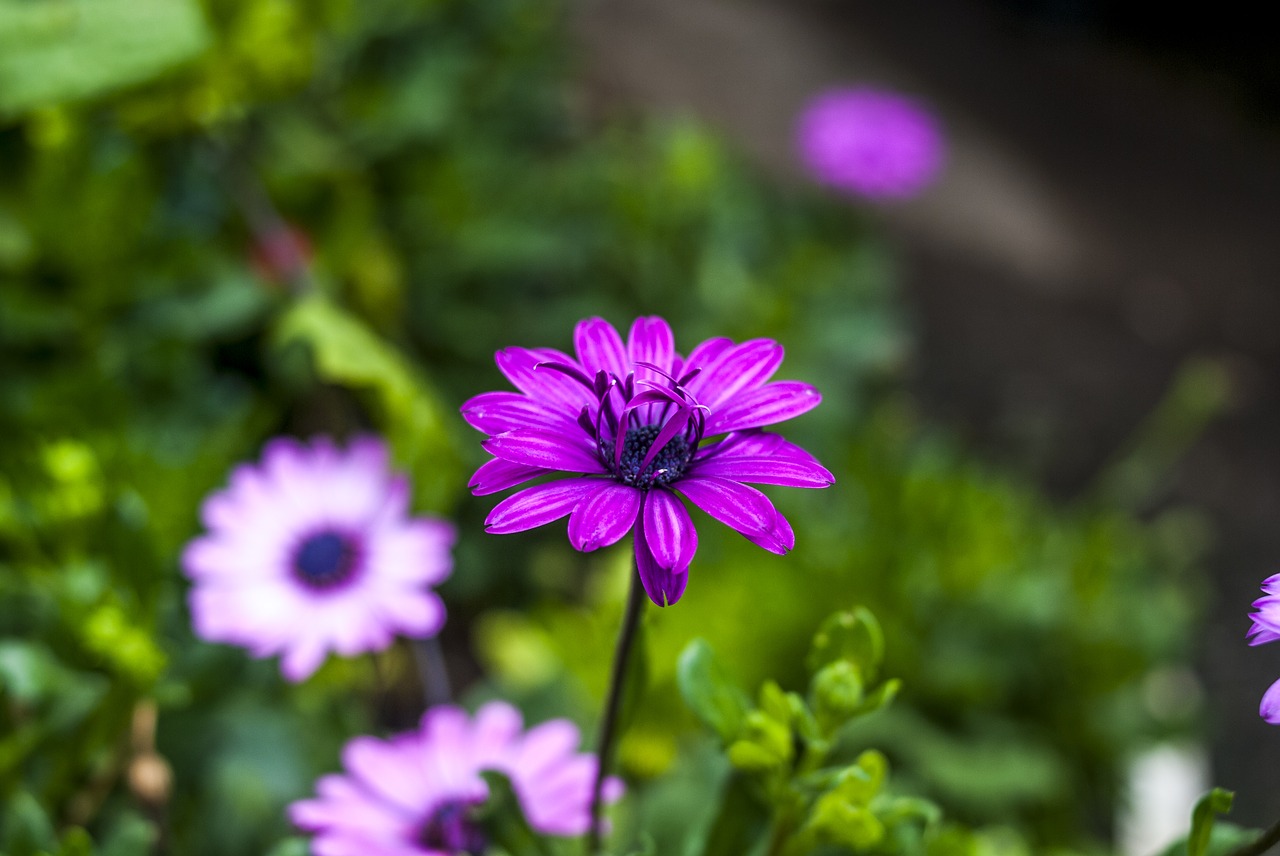 flower nature plant free photo