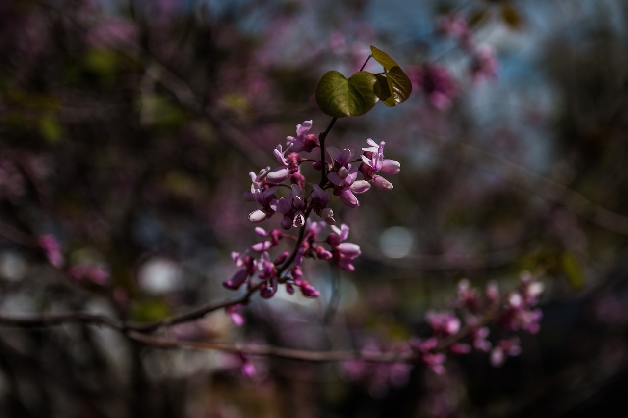 flower tree nature free photo