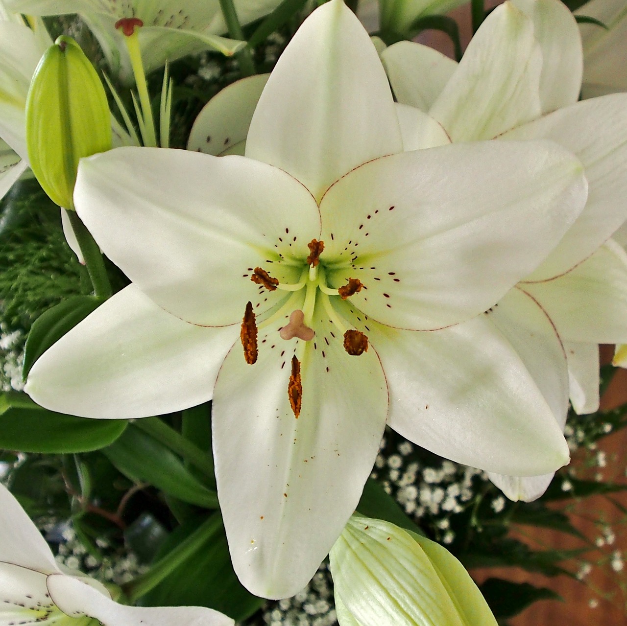 flower nature lily free photo