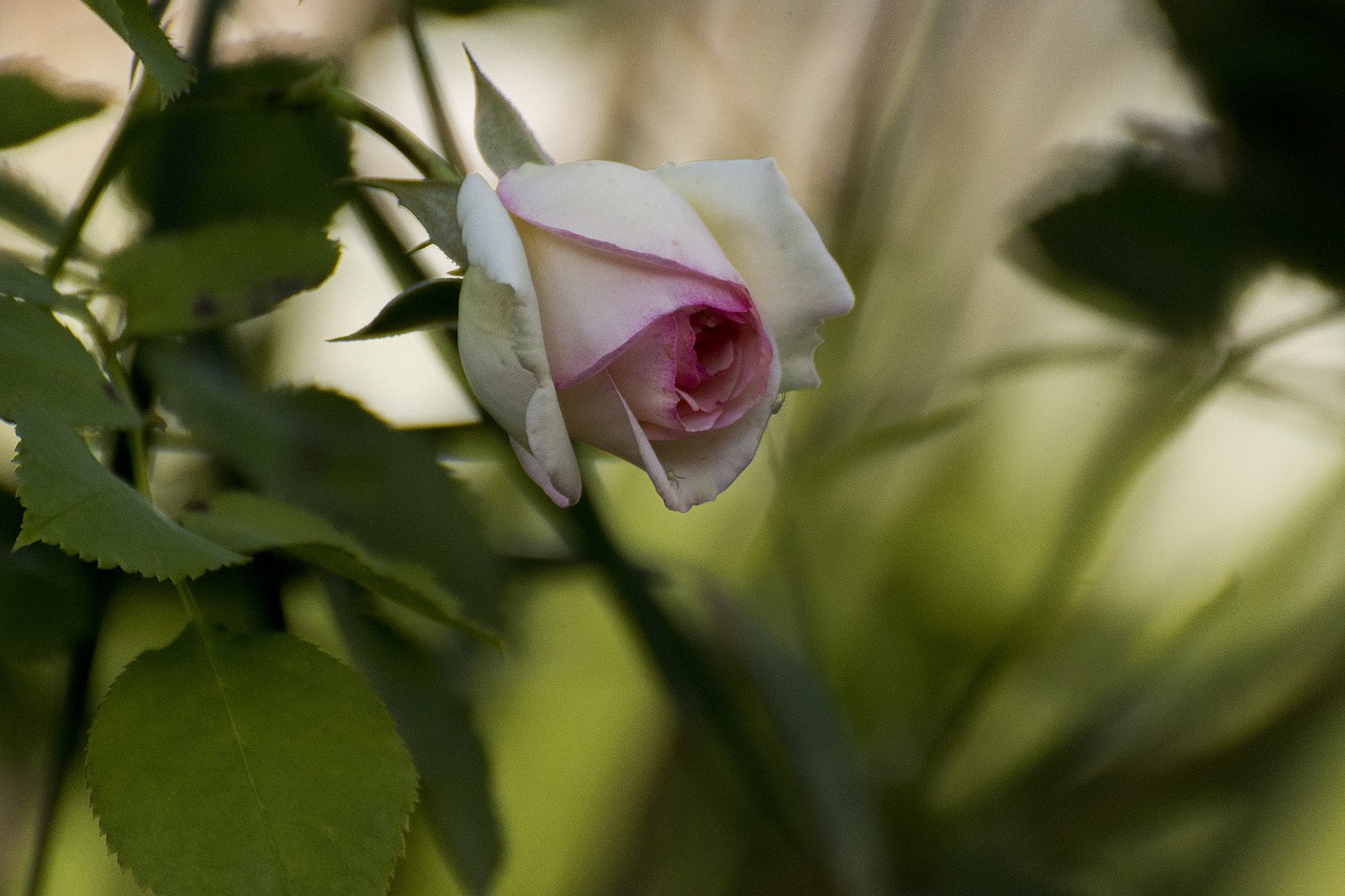 flower plant nature free photo