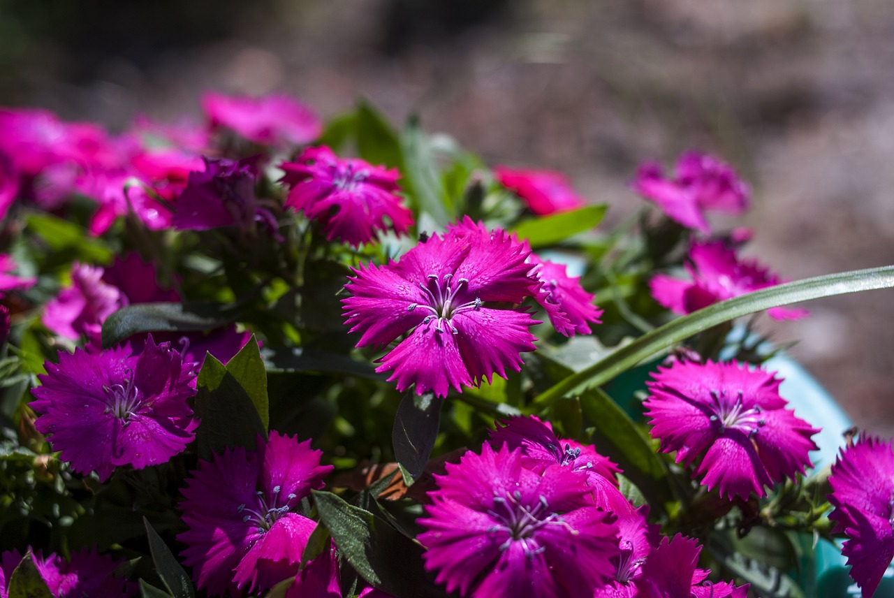 flower nature plant free photo