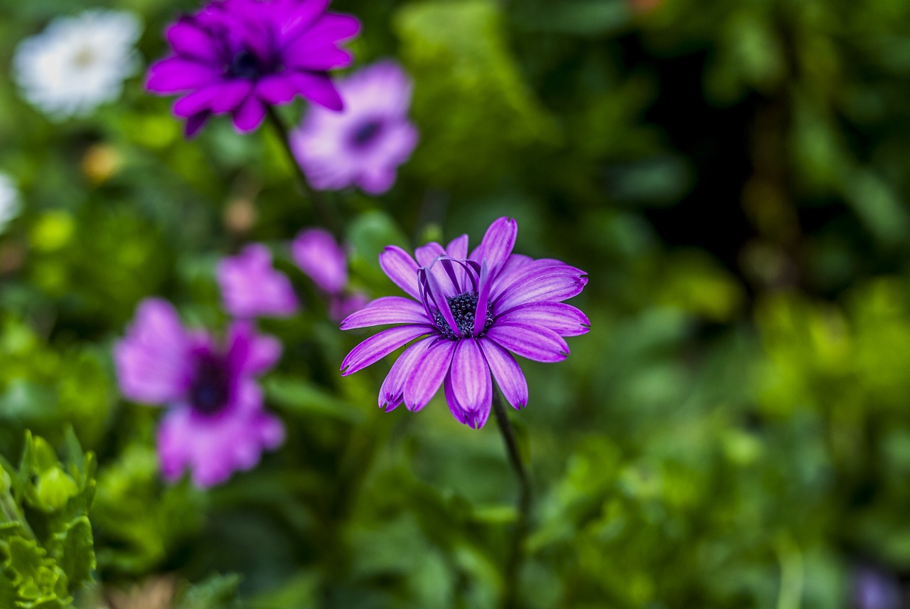 flower nature plant free photo