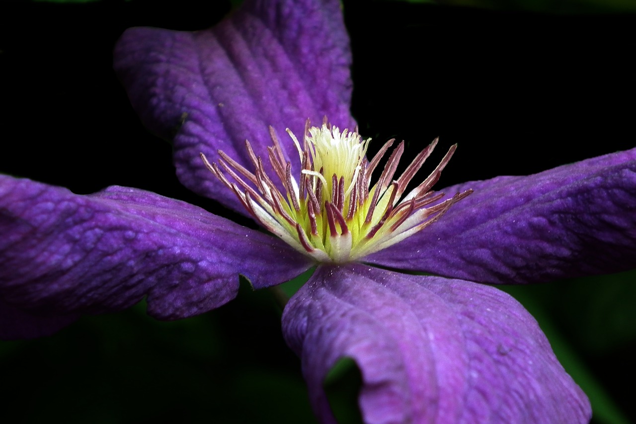 flower clematis nature free photo