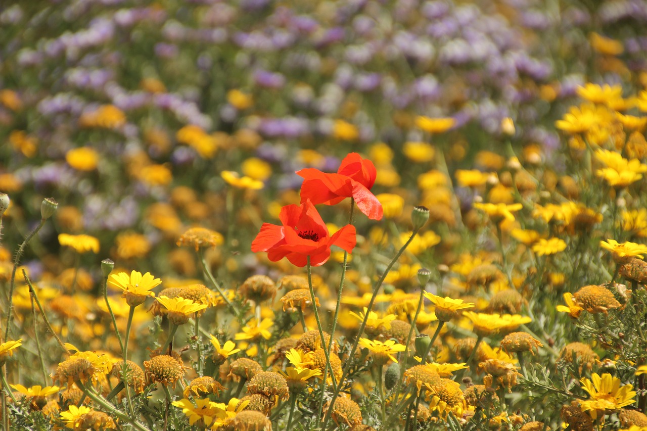 flower nature plant free photo