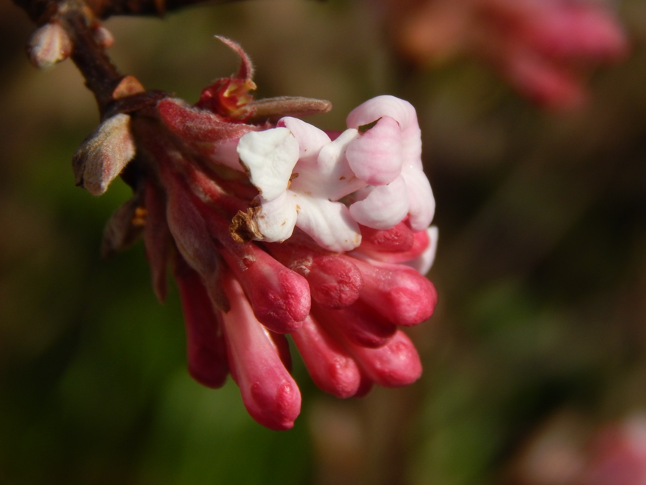 flower nature plant free photo