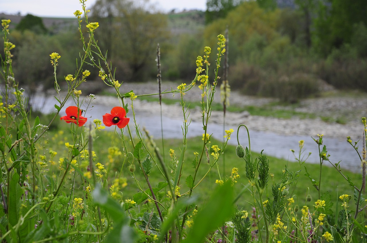 flower nature area free photo