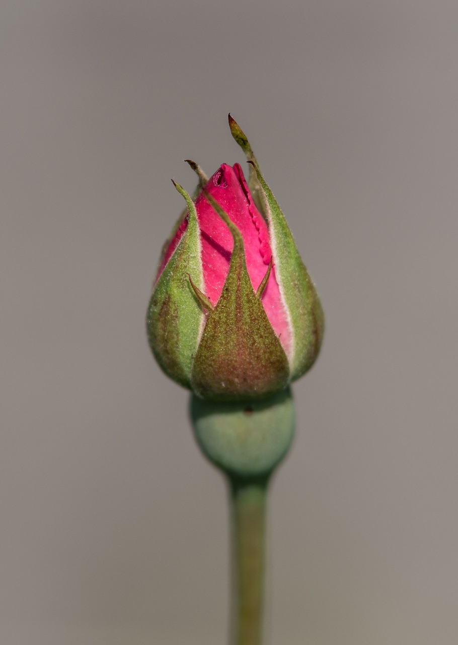 flower nature leaf free photo