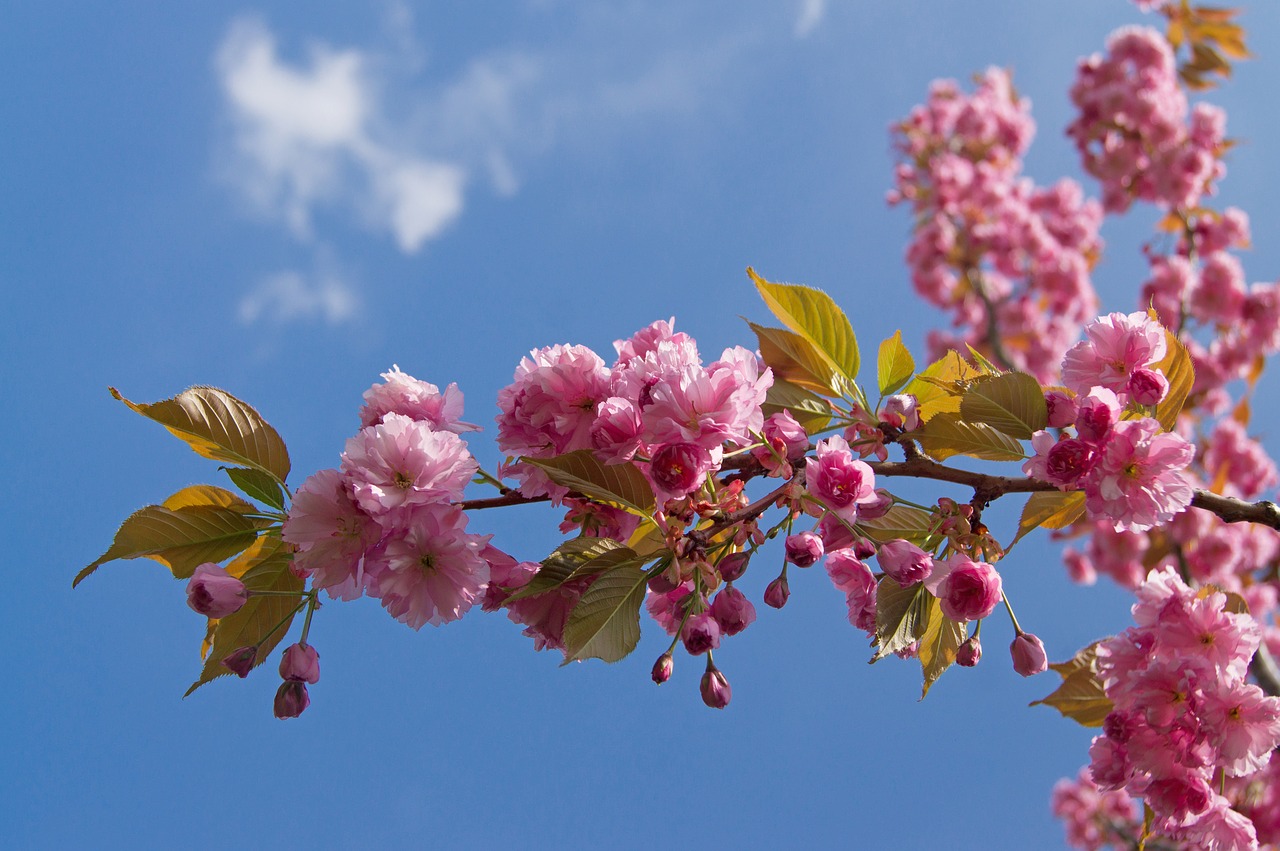 flower plant tree free photo