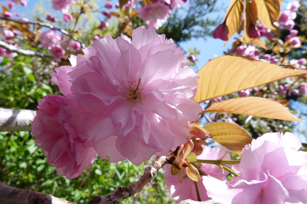 flower cherry pink free photo