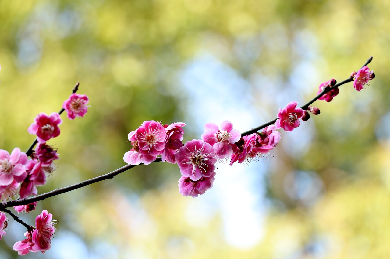 flower nature plant free photo