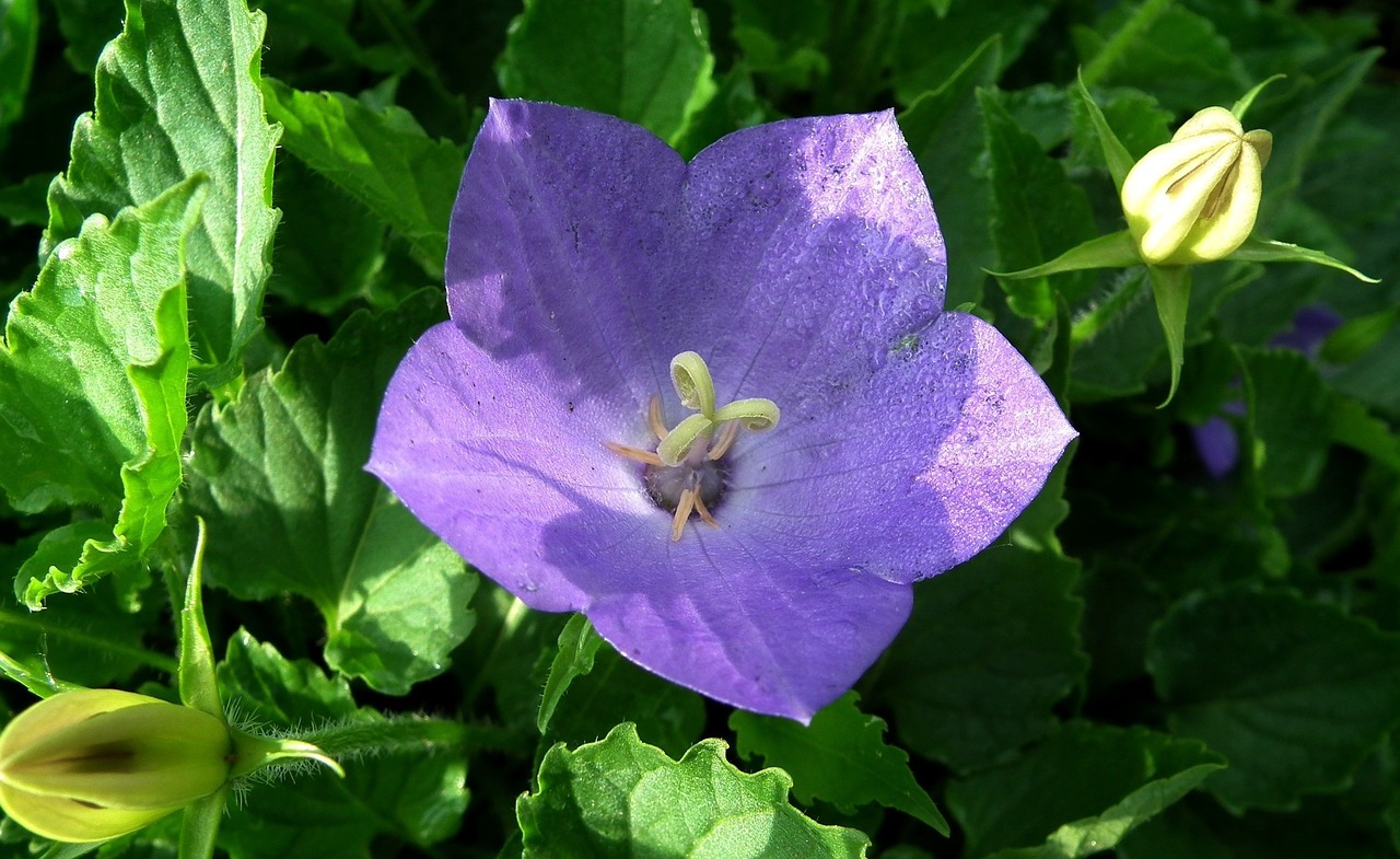 flower rozwar blue free photo