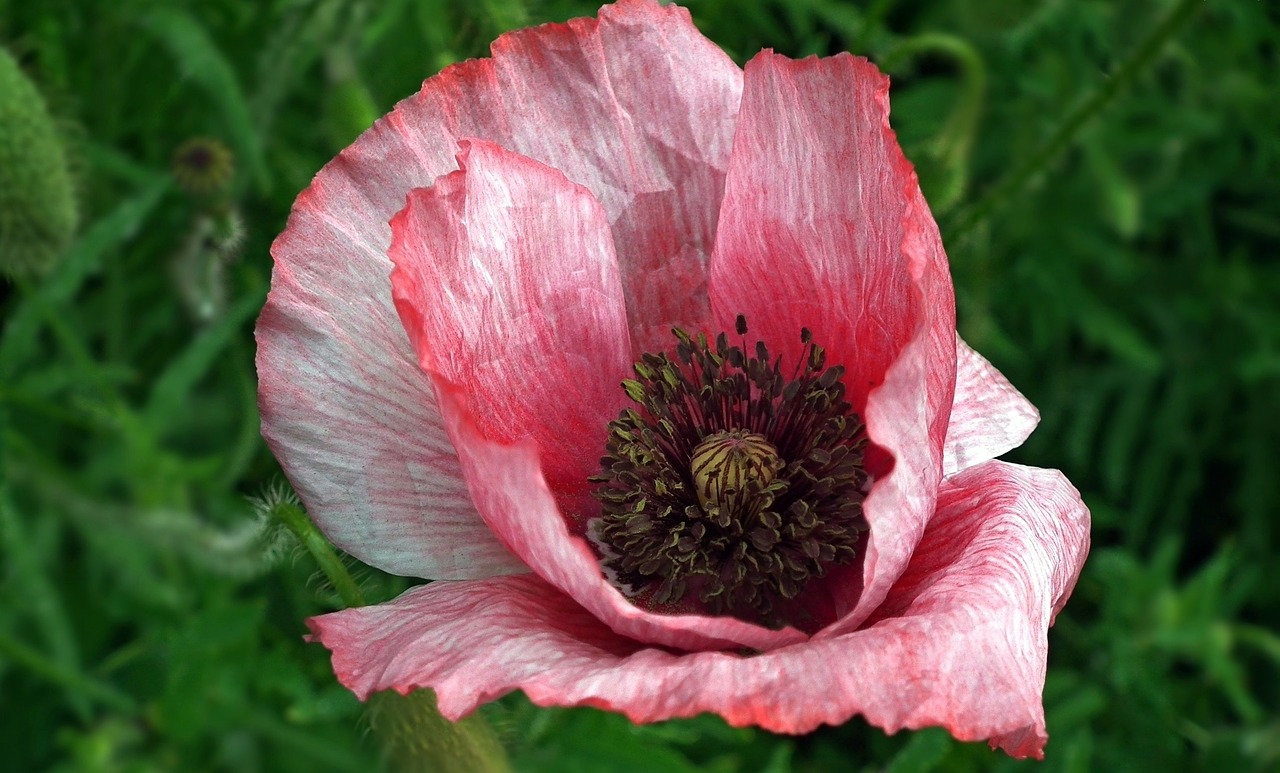 flower poppy grasshopper free photo