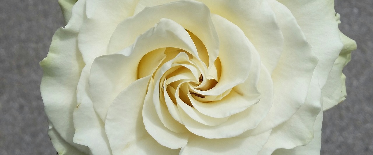 flower rosa white rose free photo