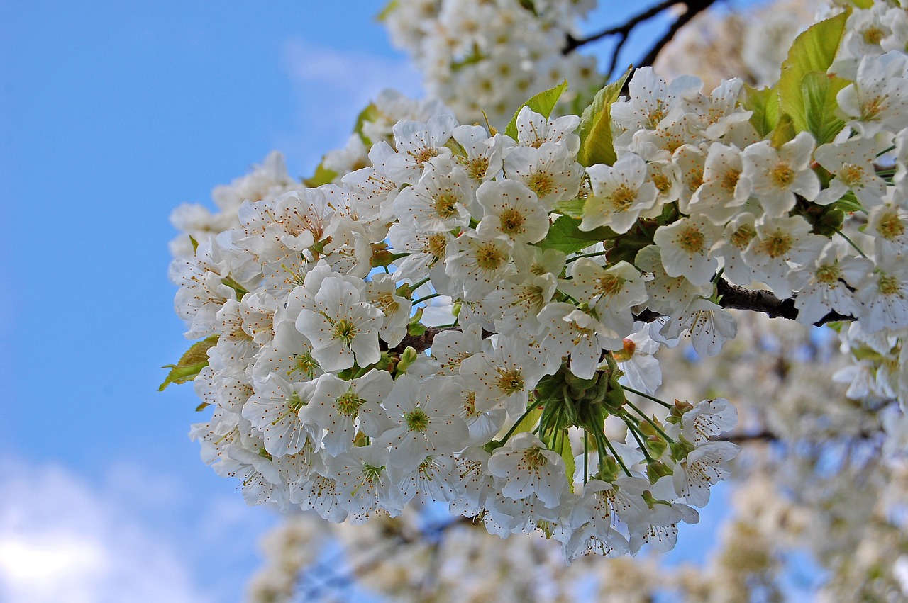 flower flora nature free photo