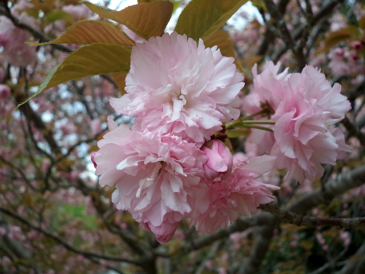 flower pink tree free photo