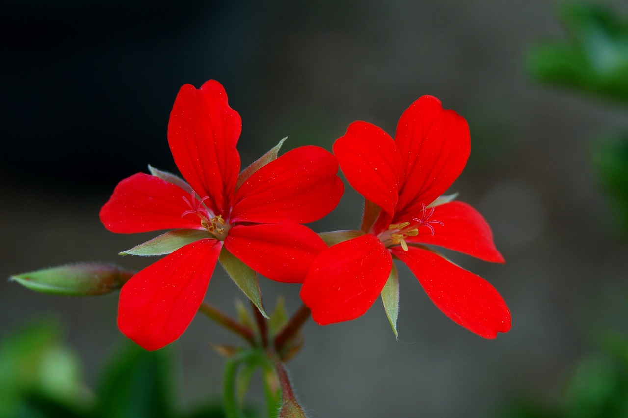 flower nature plant free photo