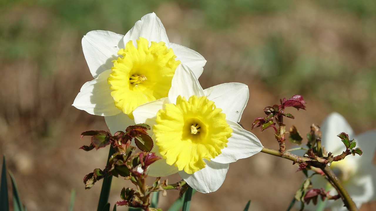 flower nature daffodils free photo