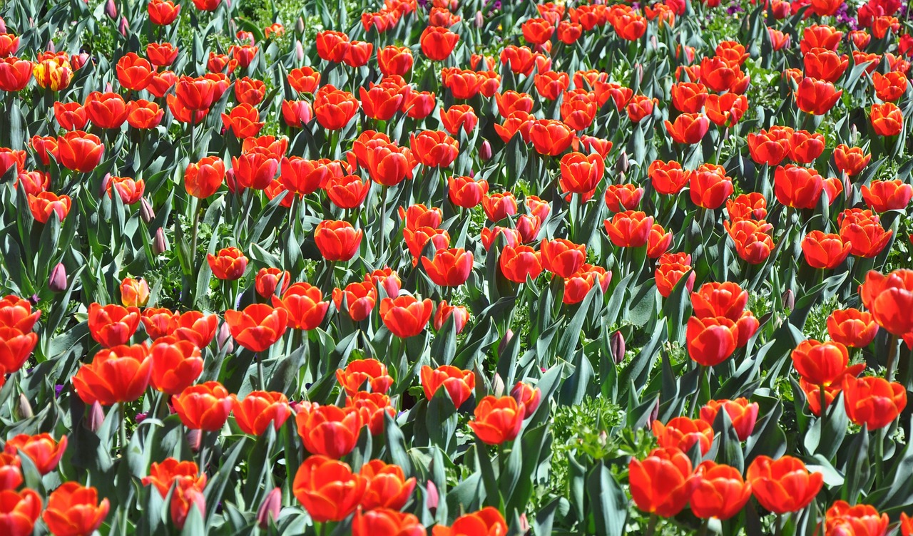 flower tulip red free photo