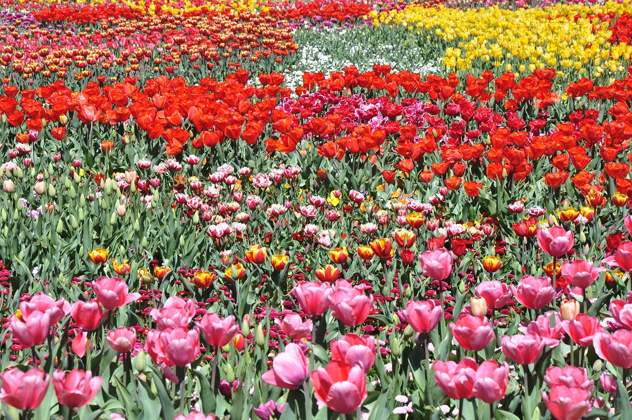 flower tulip field free photo