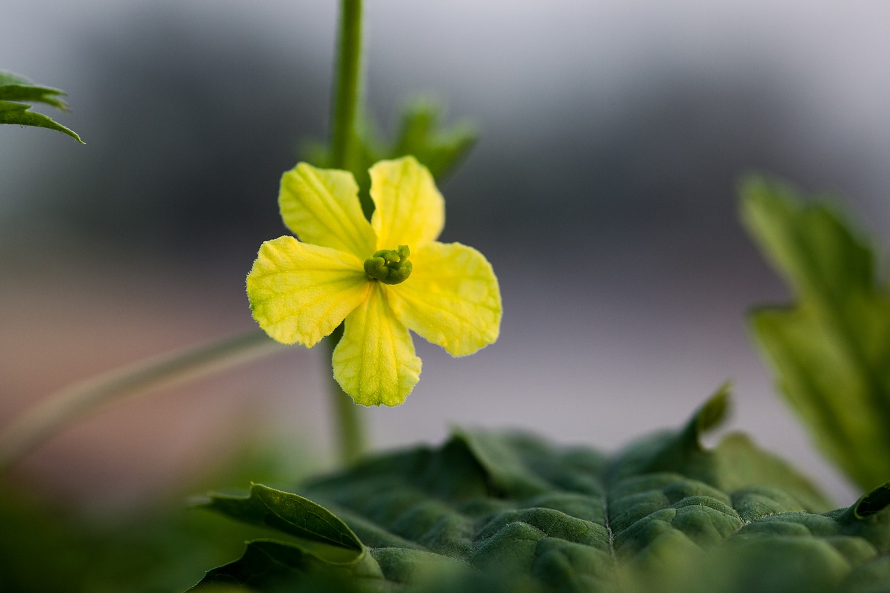 flower flora nature free photo