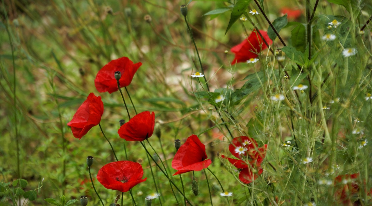 flower poppy red free photo