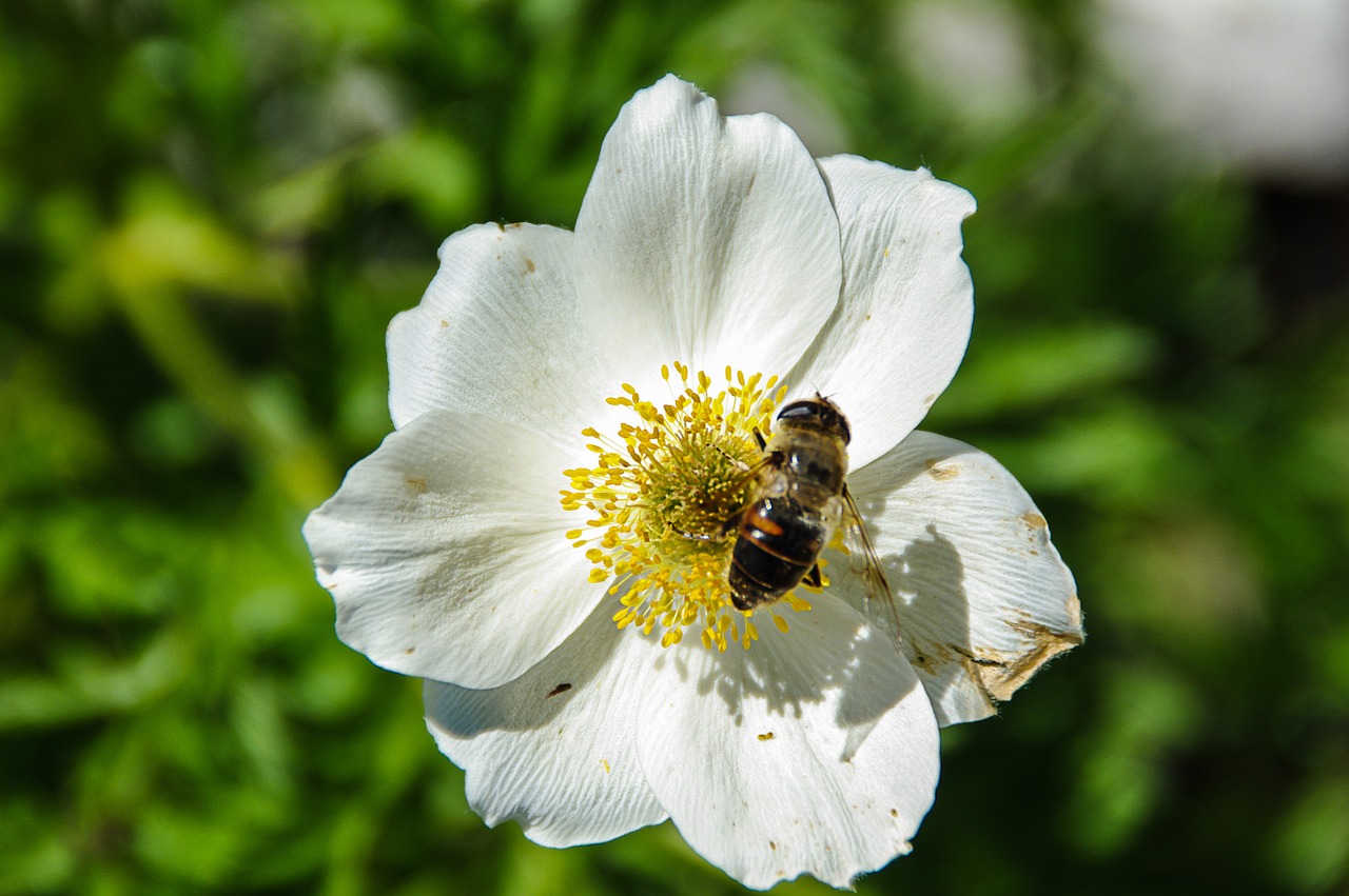 blossom bloom bee free photo