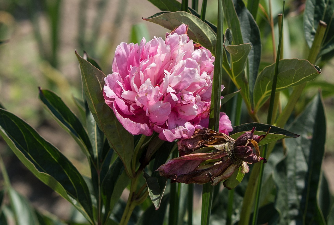 flower blossom bloom free photo