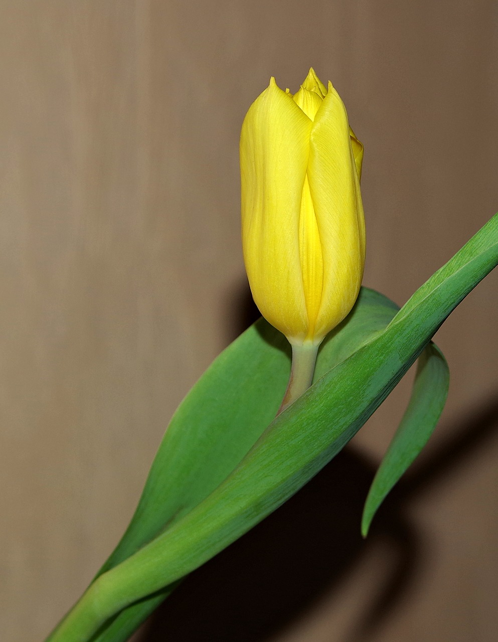 flower tulip yellow free photo