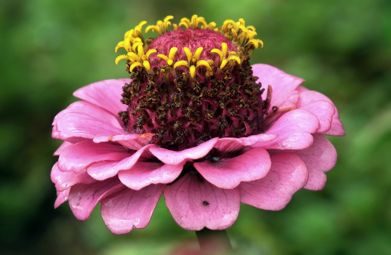 flower zinnia plant free photo