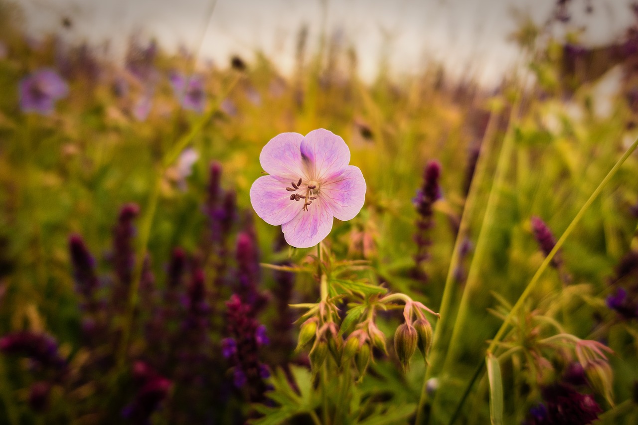 flower nature plant free photo