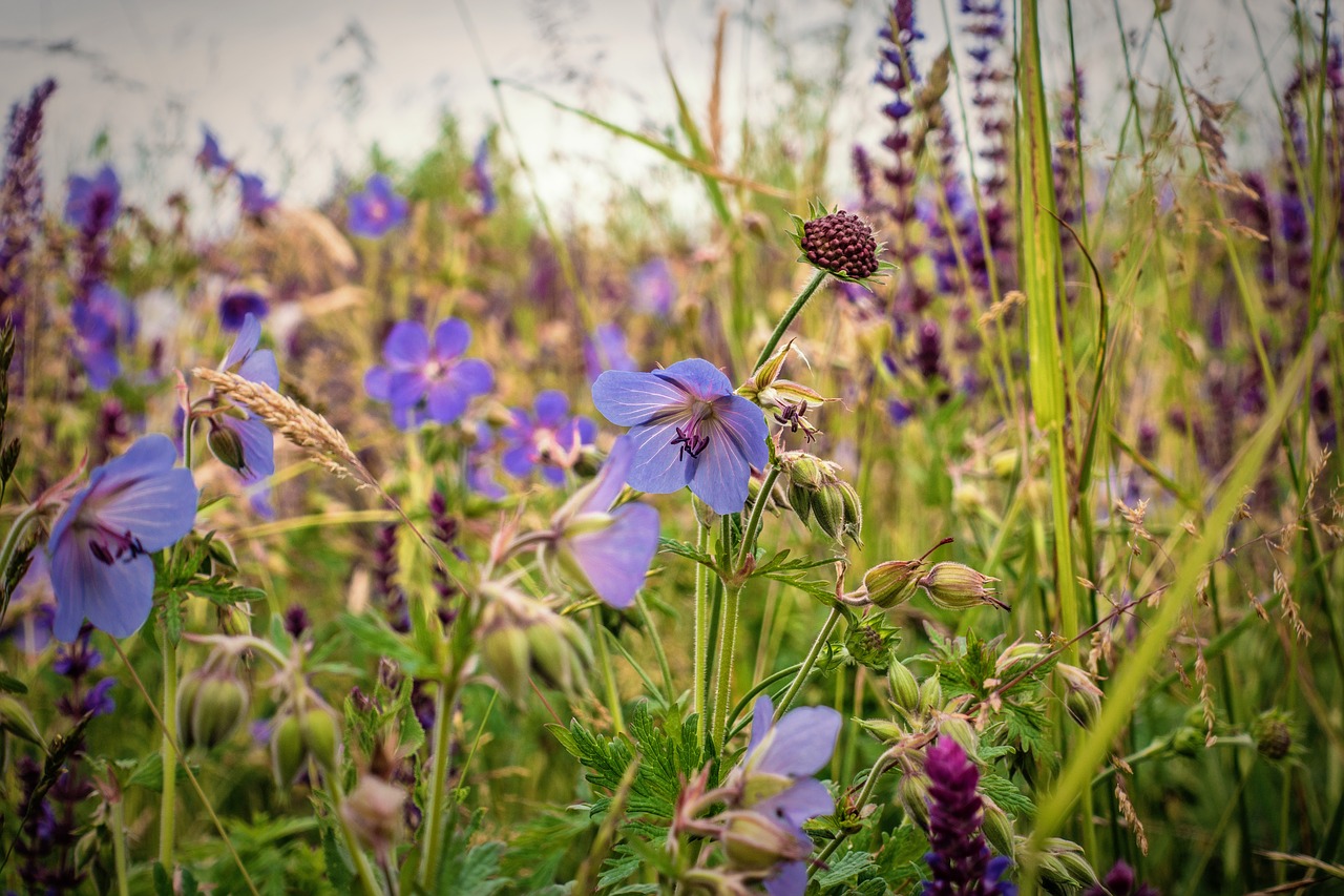 flower nature plant free photo