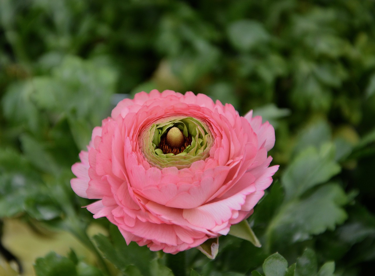 flower flower flower buttercup free photo