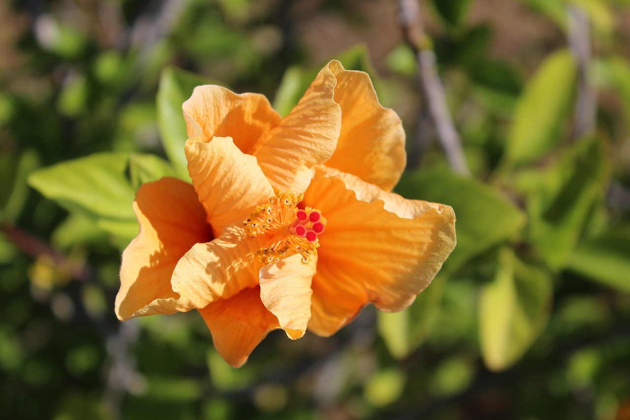 flower plant nature free photo