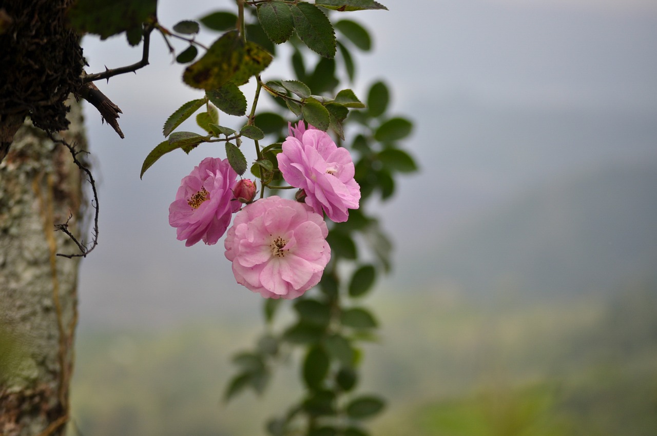 flower flora nature free photo