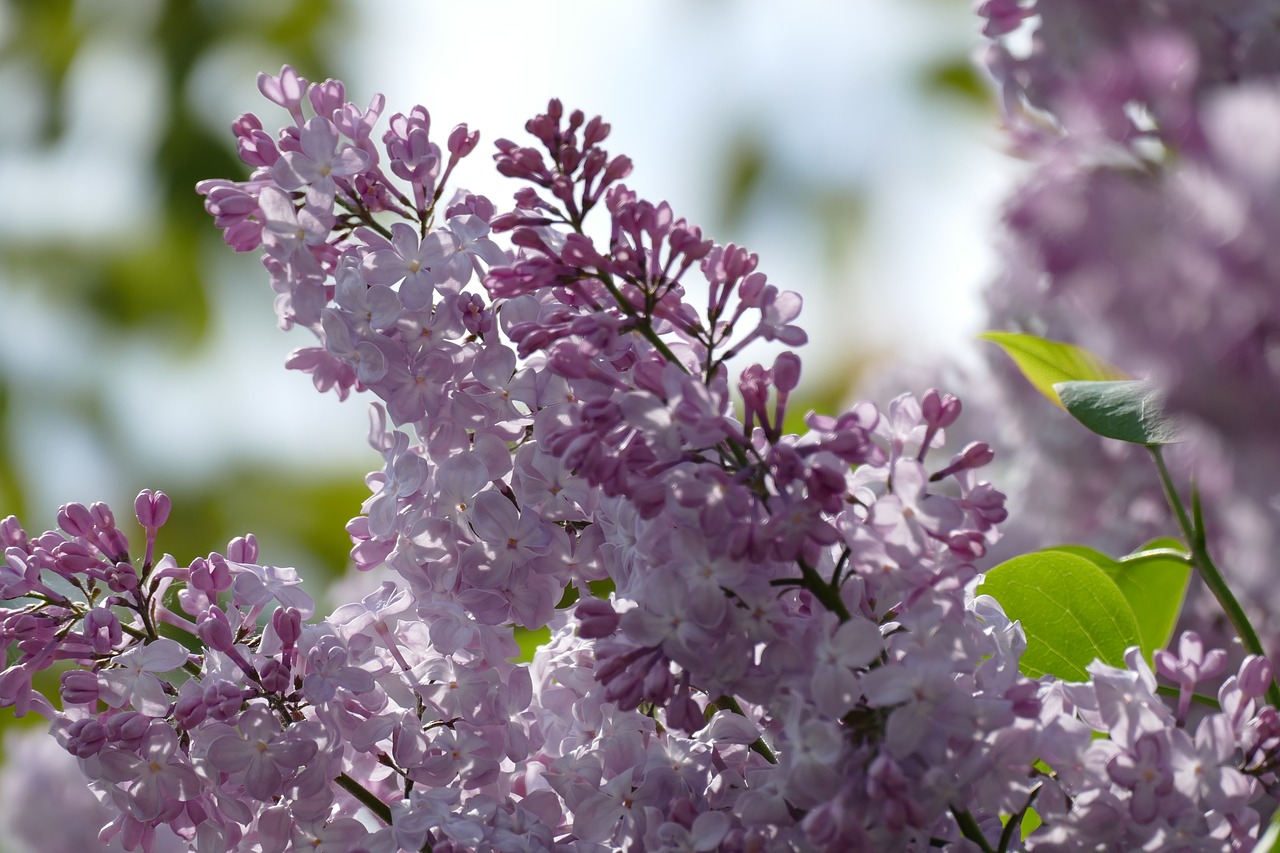 flower plant branch free photo